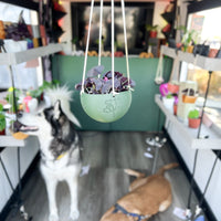 Hanging Joshua Tree Planter With Size & Color Options