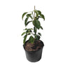 Hass [California] Avocado Tree, Grafted