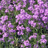 Hesperis Matronalis 300 Seeds, Fragrant Purple Dames Rocket Flowers