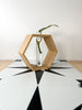 Hexagon Decorative Plant Cutting Propagation Station