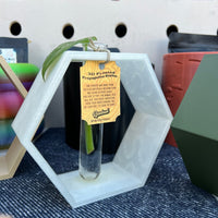 Hexagon Decorative Plant Cutting Propagation Station