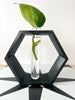 Hexagon Decorative Plant Cutting Propagation Station