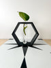 Hexagon Decorative Plant Cutting Propagation Station