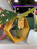 Hexagon Decorative Plant Cutting Propagation Station