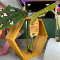 Hexagon Decorative Plant Cutting Propagation Station