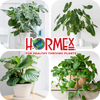 Hormex Rooting Duo: Vitamin B1 Rooting Hormone Concentrate & Rooting Powder #8 for Moderately Difficult to Root Plants