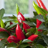 Hot Burrito Pepper Seeds ~ Mild, Compact & Attractive Garden Vegetables