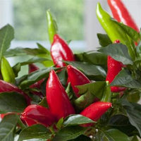 Hot Burrito Pepper Seeds ~ Mild, Compact & Attractive Garden Vegetables