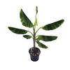 Ice Cream Blue Java Banana Plant