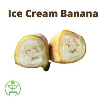 Ice Cream Blue Java Banana Plant