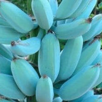 Ice Cream Blue Java Banana Plant