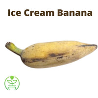Ice Cream Blue Java Banana Plant