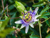Yellow Passion Fruit Vine, Maracuya Amarillo Live Plant