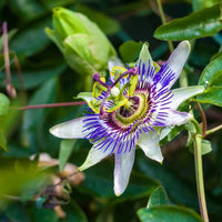 Yellow Passion Fruit Vine, Maracuya Amarillo Live Plant
