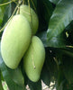 Mangifera indica 'Kiew Yai' Thai Mango Tree, Grafted Live Plant