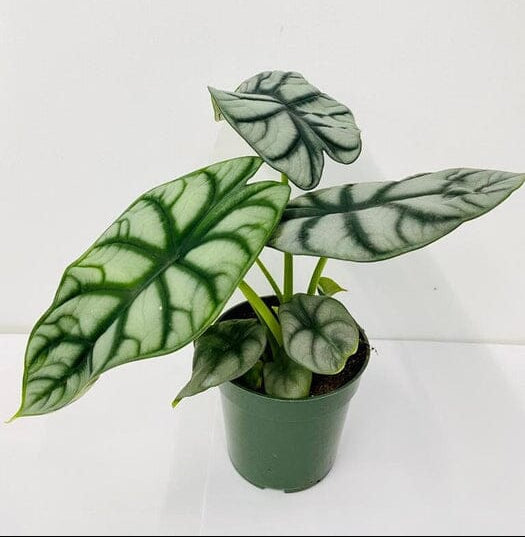Alocasia Silver Dragon - Stunning Tropical Houseplant in 4" Container