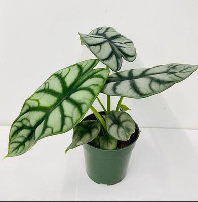 Alocasia Silver Dragon - Stunning Tropical Houseplant in 4