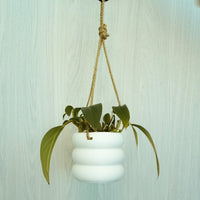 Hanging Bubble Plant Pot With Size & Colors Options