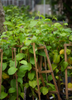 Passiflora quadrangularis L., Giant Granadilla Passion Fruit Vine - Live Plant