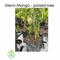 Mangifera indica 'Glenn' Mango Tree, Grafted Live Fruit Plant