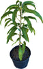 Mangifera indica 'Nam Doc Mai #4' Dwarf Mango Tree, Grafted Live Plant