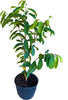 Annona muricata, Soursop Guanabana Live Seedlings Fruit Tree