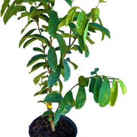 Annona muricata, Soursop Guanabana Live Seedlings Fruit Tree