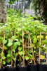Passiflora quadrangularis L., Giant Granadilla Passion Fruit Vine - Live Plant