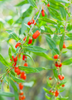 Lycium barbarum, Red Goji Berry Fruit Shrub - Live Plant