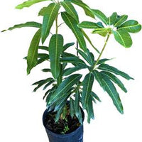 Mangifera indica 'Julie' Dwarf Mango Tree, Grafted Live Fruit Plant