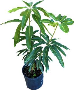 Mangifera indica 'Julie' Dwarf Mango Tree, Grafted Live Fruit Plant