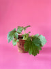 Leonurus sibiricus, Siberian Motherwort Herb - Live Plant