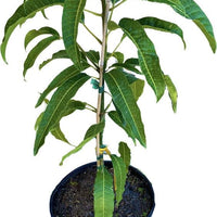 Mangifera indica 'Cabeza' (Man's Head) Mango Fruit Tree, Grafted Live Plant