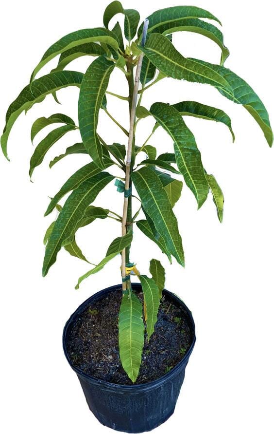 Mangifera indica 'Cabeza' (Man's Head) Mango Fruit Tree, Grafted Live Plant