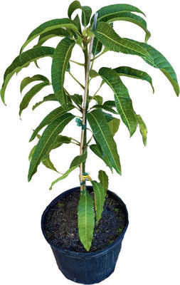 Mangifera indica 'Cabeza' (Man's Head) Mango Fruit Tree, Grafted Live Plant