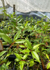 Psidium friedrichsthalianum, Costa Rican Guava Fruit Tree - Live Plant