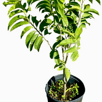 Red Custard Apple, Chirimoya Live Tree