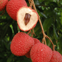 SweetHeart Lychee Tree, Live Plant