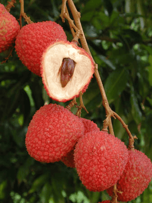 SweetHeart Lychee Tree, Live Plant