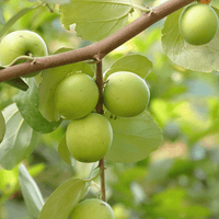 Ziziphus mauritiana, Jujube Tree, Live Grafted Plant