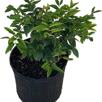 Plinia nana Red Dwarf Brazilian Jaboticaba Tree, Hybrid Live Plant