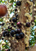 Plinia cauliflora, Brazilian Grape Tree, Jabuticaba - Live Plant