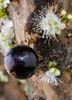 Plinia cauliflora, Brazilian Grape Tree, Jabuticaba - Live Plant
