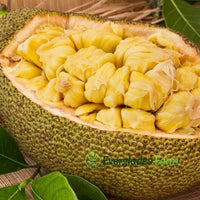 Dang Rasimi Jackfruit Dwarf Live Tree, from Seedlings