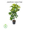 Dang Rasimi Jackfruit Dwarf Live Tree, from Seedlings