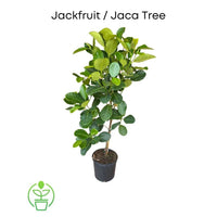 Dang Rasimi Jackfruit Dwarf Live Tree, from Seedlings