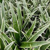 Ananas comosus, Juicy Pineapple Live Plant 