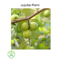 Ziziphus mauritiana, Jujube Tree, Live Grafted Plant