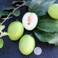 Ziziphus mauritiana, Jujube Tree, Live Grafted Plant