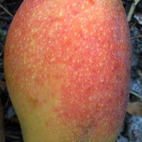 Mangifera indica 'Juliette' Mango Fruit Tree, Live Grafted Plant